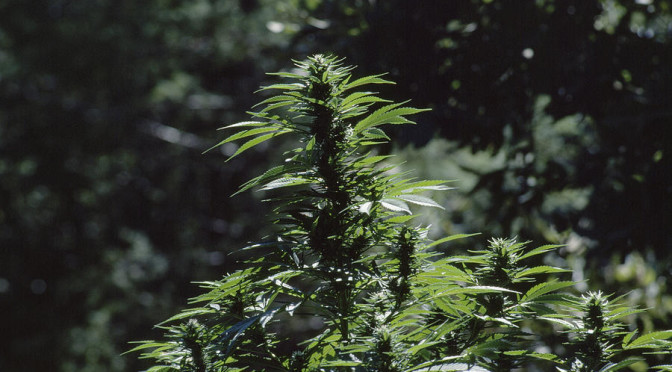 cannabis plant