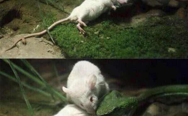 mighty mouse