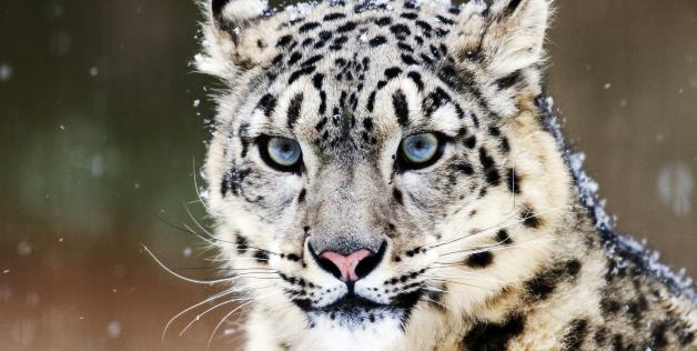 snow leopard