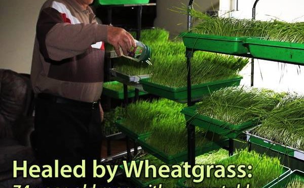 weat grass