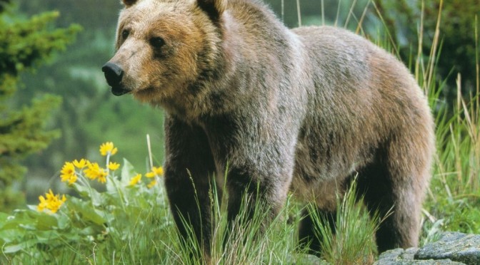 adult-grizzly-bear-1024x768