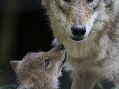 mother wolf